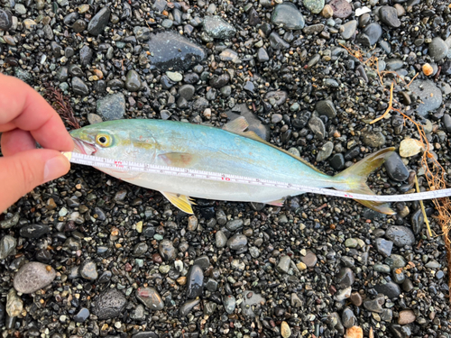 ショゴの釣果