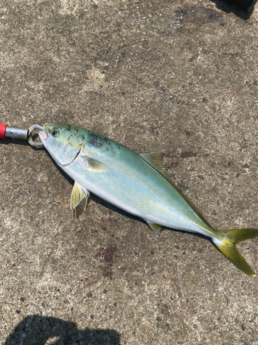 イナダの釣果