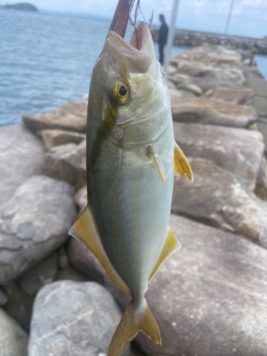 ネリゴの釣果