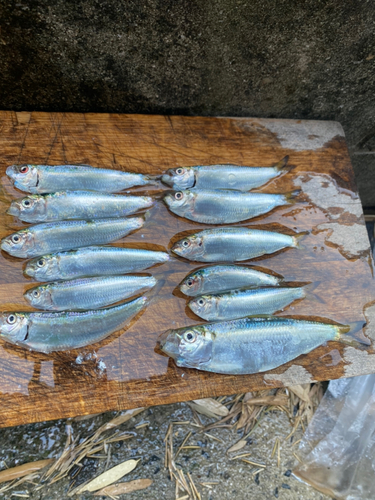 ママカリの釣果