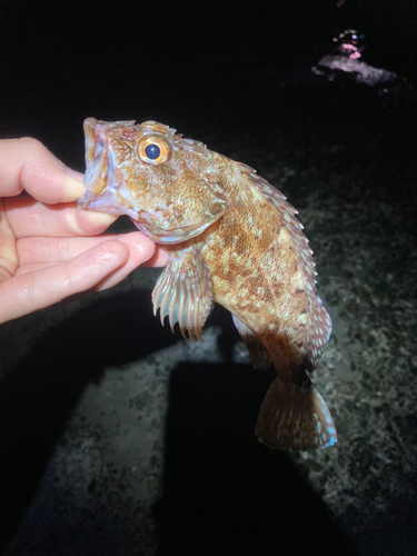 カサゴの釣果