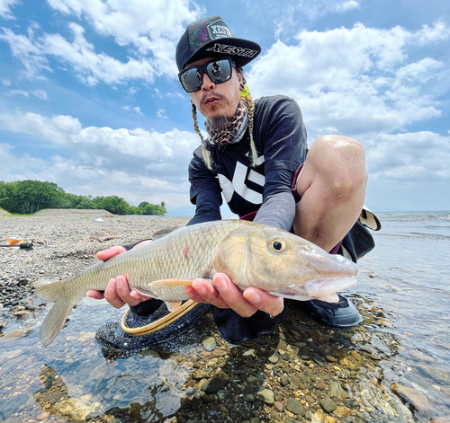 ニゴイの釣果