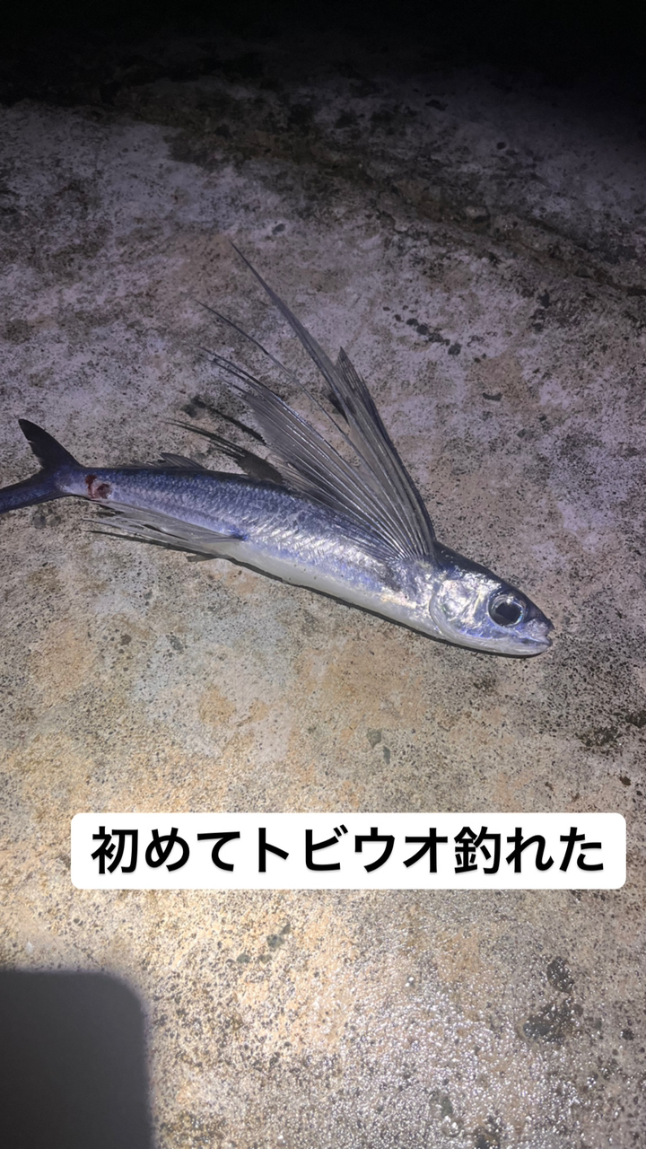 トビウオ