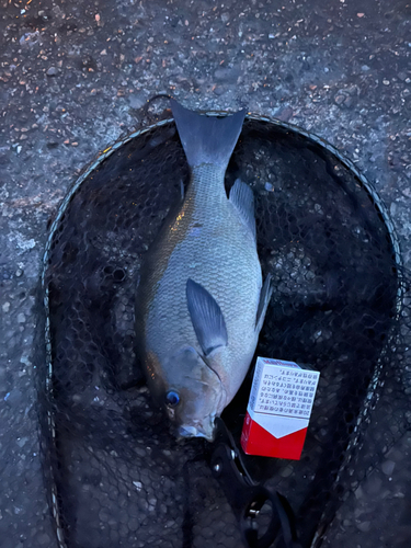 メジナの釣果