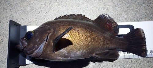 メバルの釣果