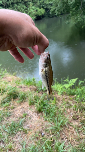 ラージマウスバスの釣果