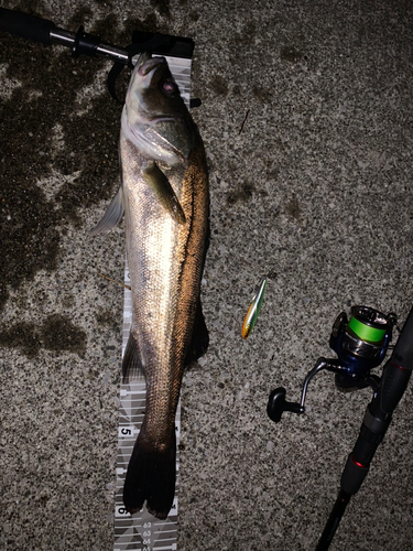 シーバスの釣果