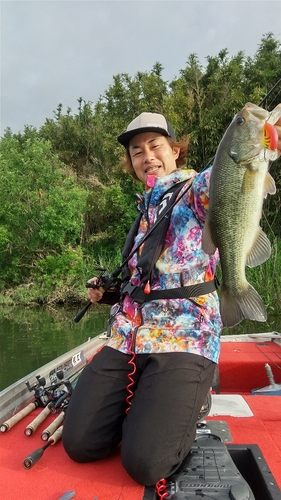 ブラックバスの釣果