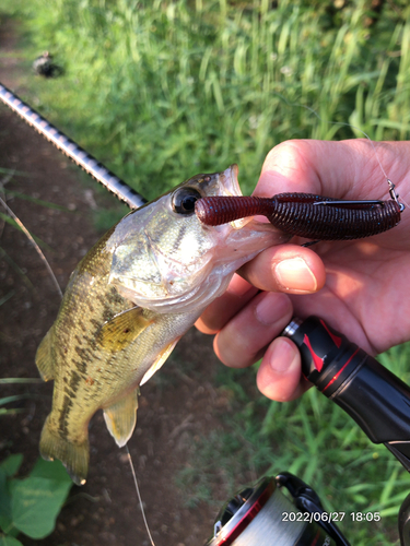 ブラックバスの釣果