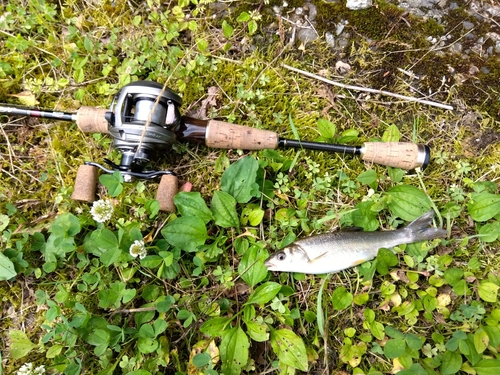 ウグイの釣果