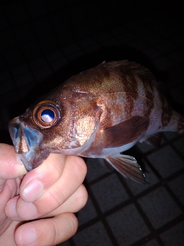 メバルの釣果