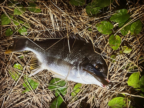 キビレの釣果