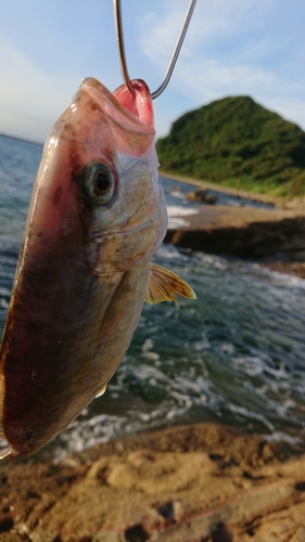 ネリゴの釣果