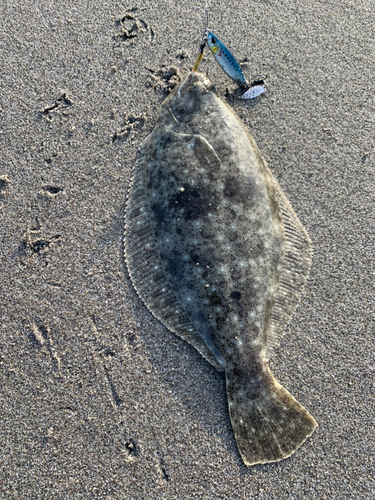 ソゲの釣果