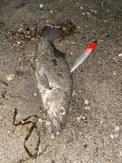 セイゴ（ヒラスズキ）の釣果