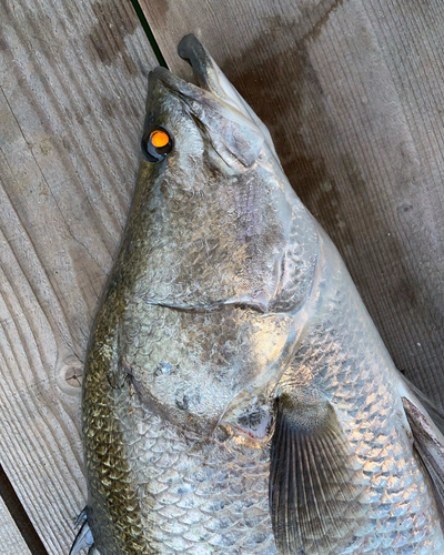 アカメの釣果