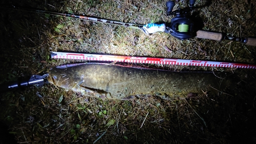 マナマズの釣果