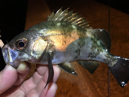 シロメバルの釣果