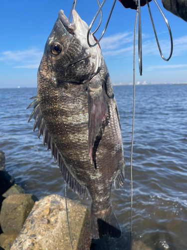 クロダイの釣果