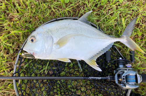 メッキの釣果