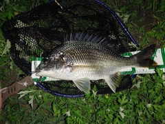 キビレの釣果