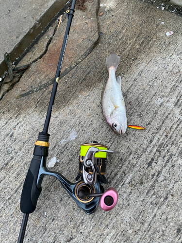 イシモチの釣果