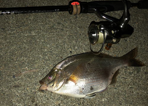 ウミタナゴの釣果