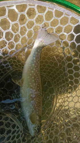 イワナの釣果