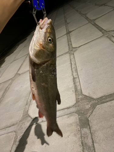 マルタウグイの釣果