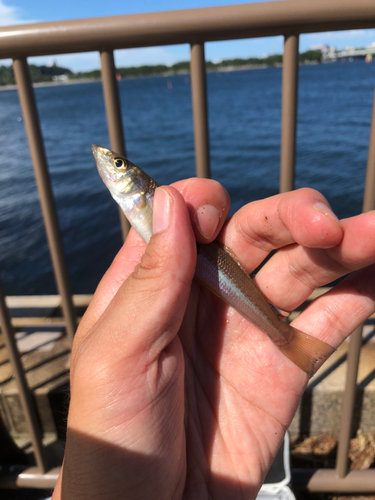 シロギスの釣果