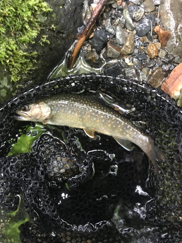 イワナの釣果