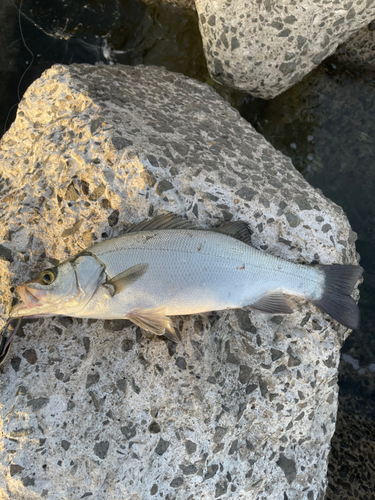 ヒラスズキの釣果