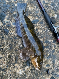 アイナメの釣果