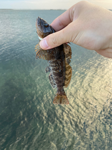 アイナメの釣果