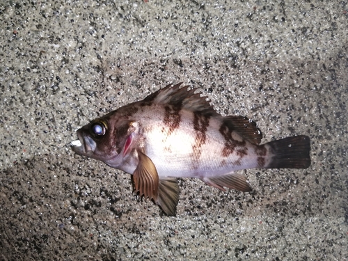 メバルの釣果