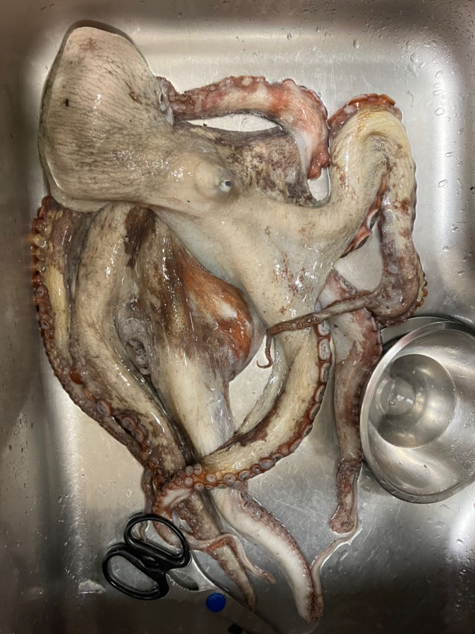 でーすけさんの釣果 1枚目の画像