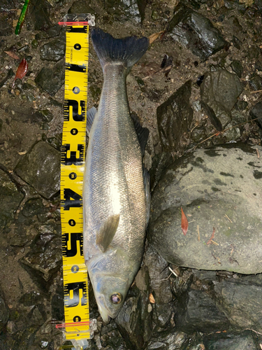 シーバスの釣果