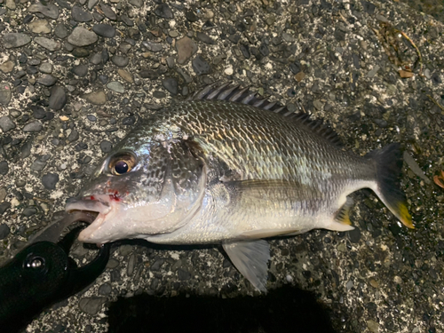 キビレの釣果