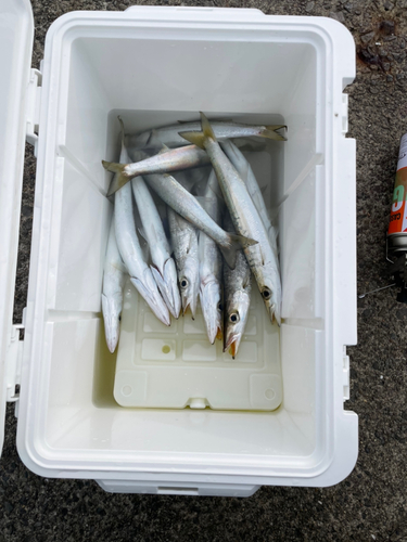 カマスの釣果