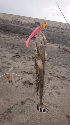 マゴチの釣果