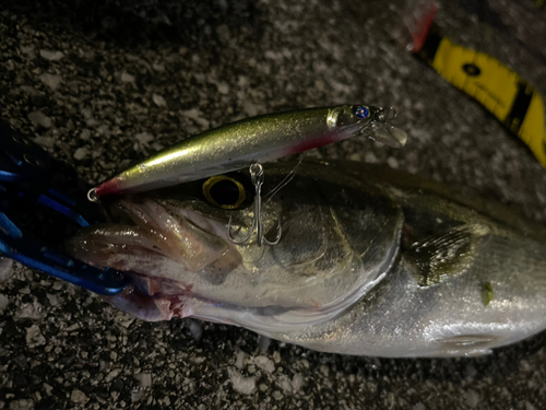 シーバスの釣果