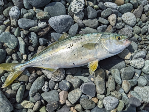 ワカシの釣果