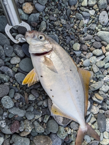 ショゴの釣果