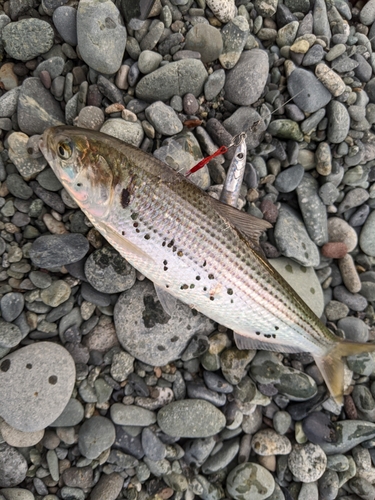 コノシロの釣果