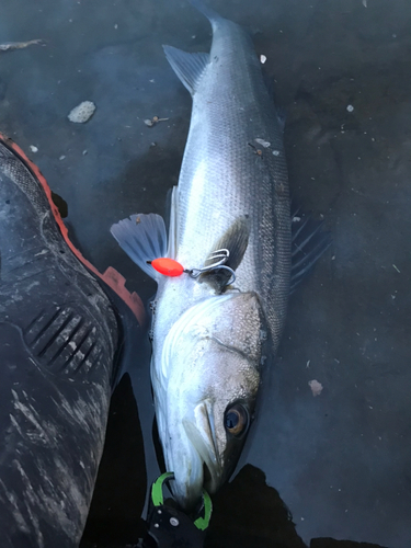 シーバスの釣果