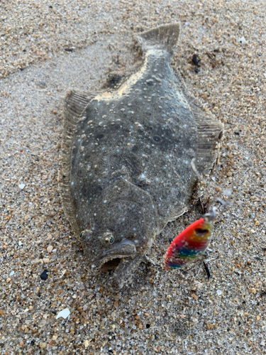 ソゲの釣果