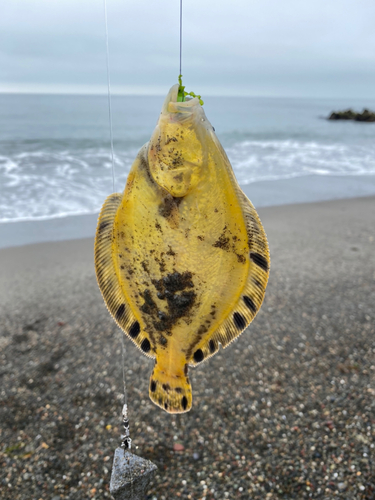 マツカワの釣果