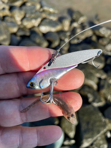 ハゼの釣果