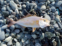 ショゴの釣果