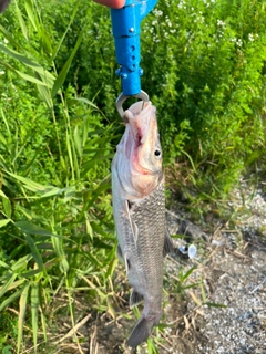 ニゴイの釣果